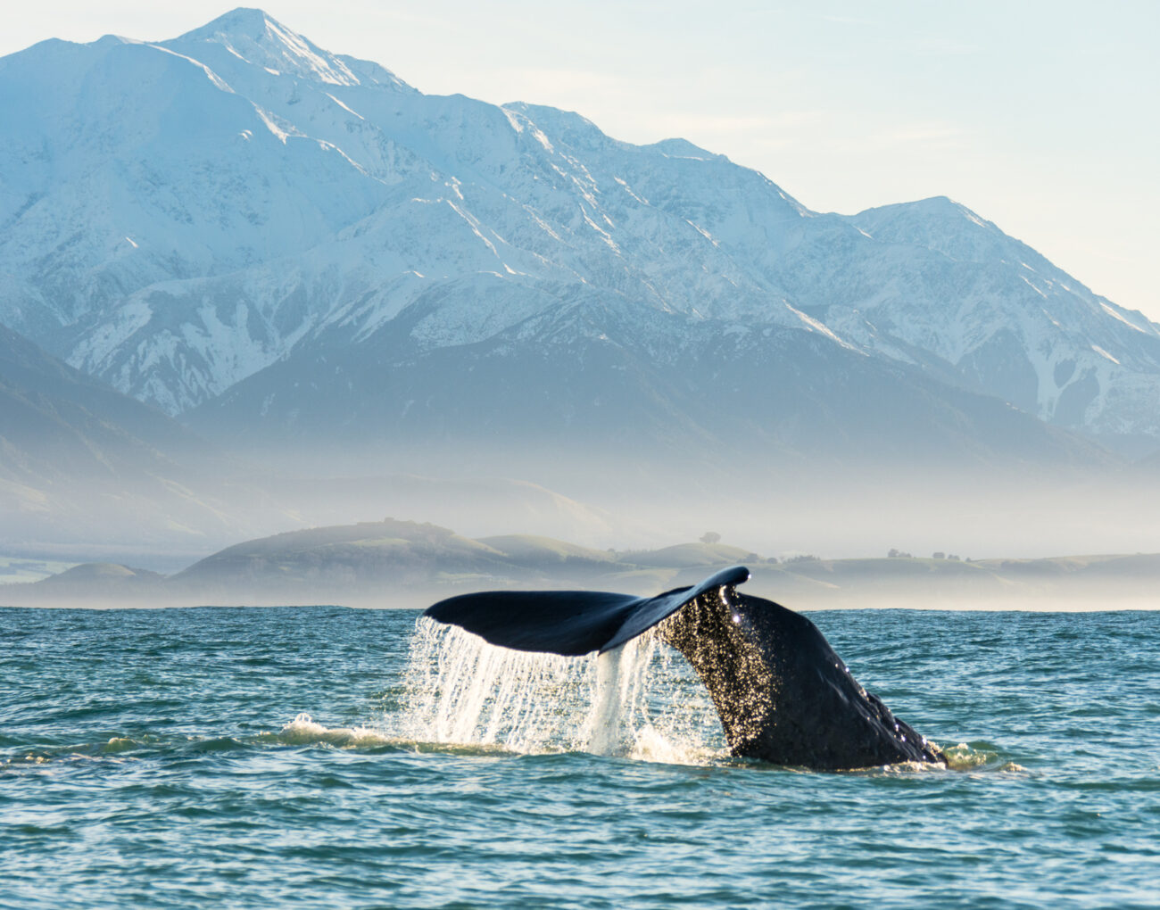 131245 kaikoura whale watching web 1920px